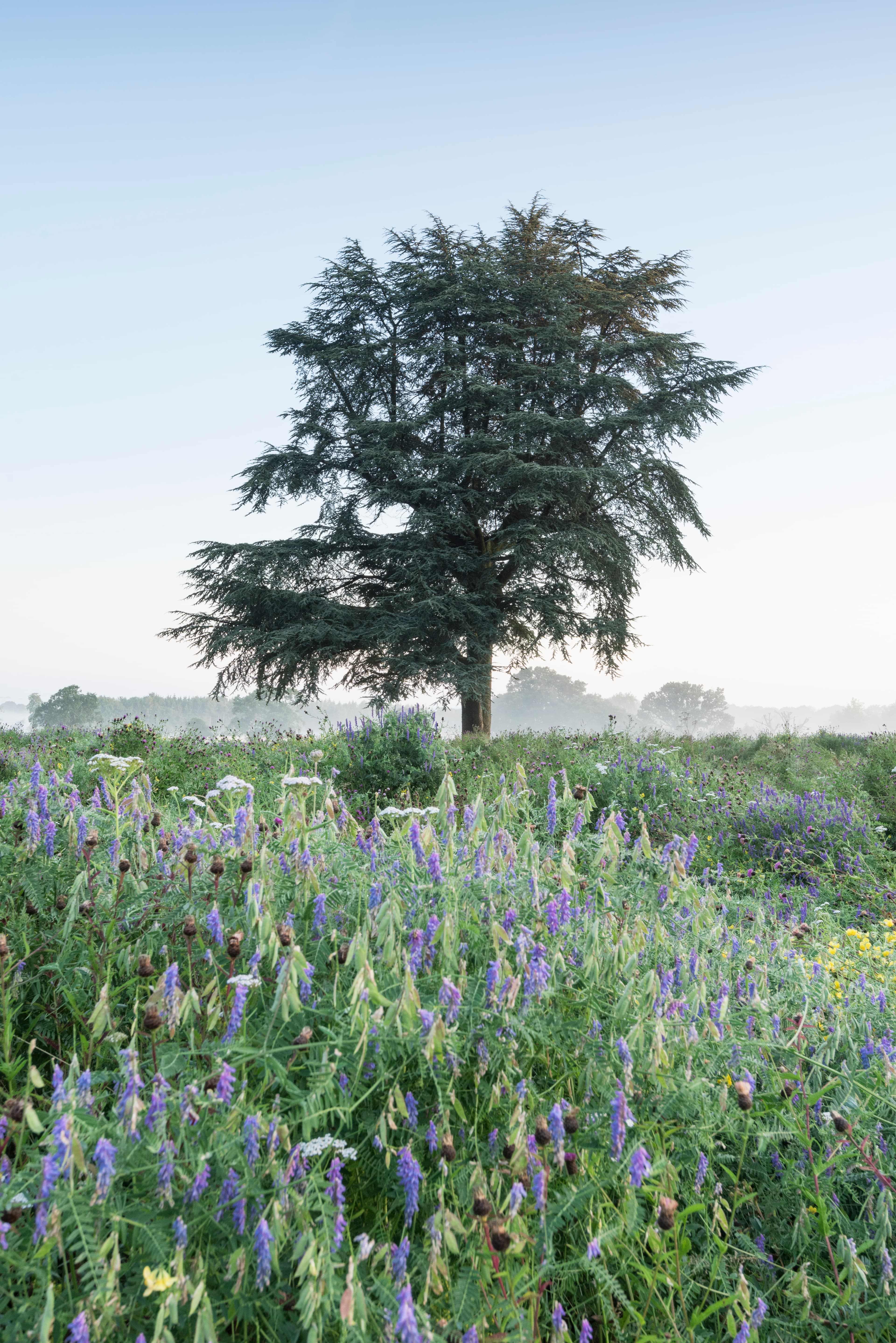 Collective Image Mosaic Item